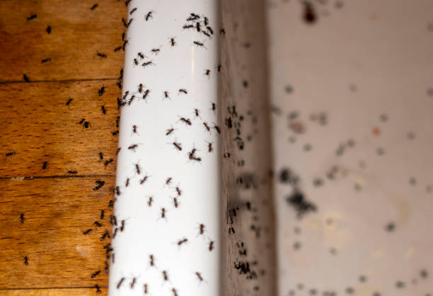 Best Best Pest Control Companies  in Dravosburg, PA